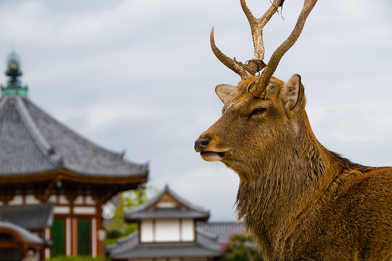 japan deer